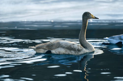 Two swans swimming in the water near a frozen lake