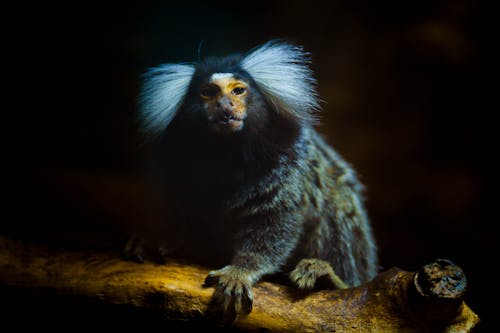 Monkey Sitting on Tree Branch