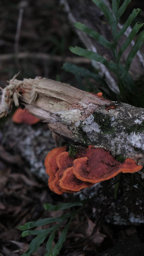 Fungus Mushroom 1