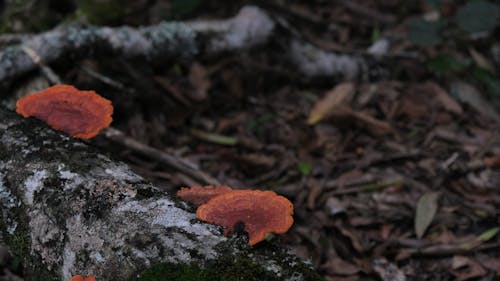 Fungus Mushroom 2