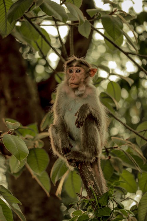 Close-up of a Monkey Sitting on a Tree