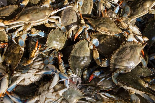 A vibrant display of live blue crabs piled together in a seafood market, showcasing their natural beauty.