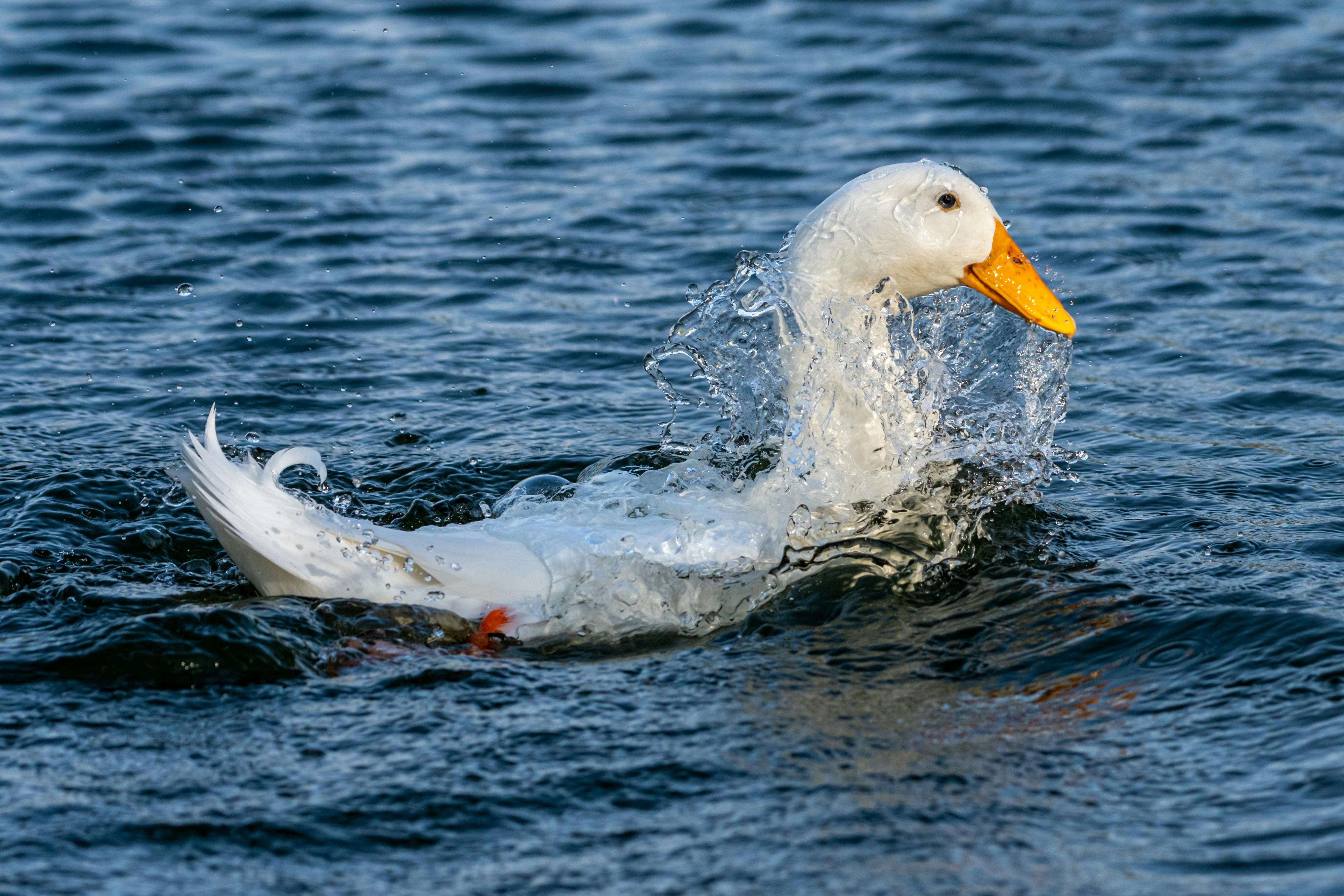 Zoboomafoo Duck Photos, Download The BEST Free Zoboomafoo Duck Stock