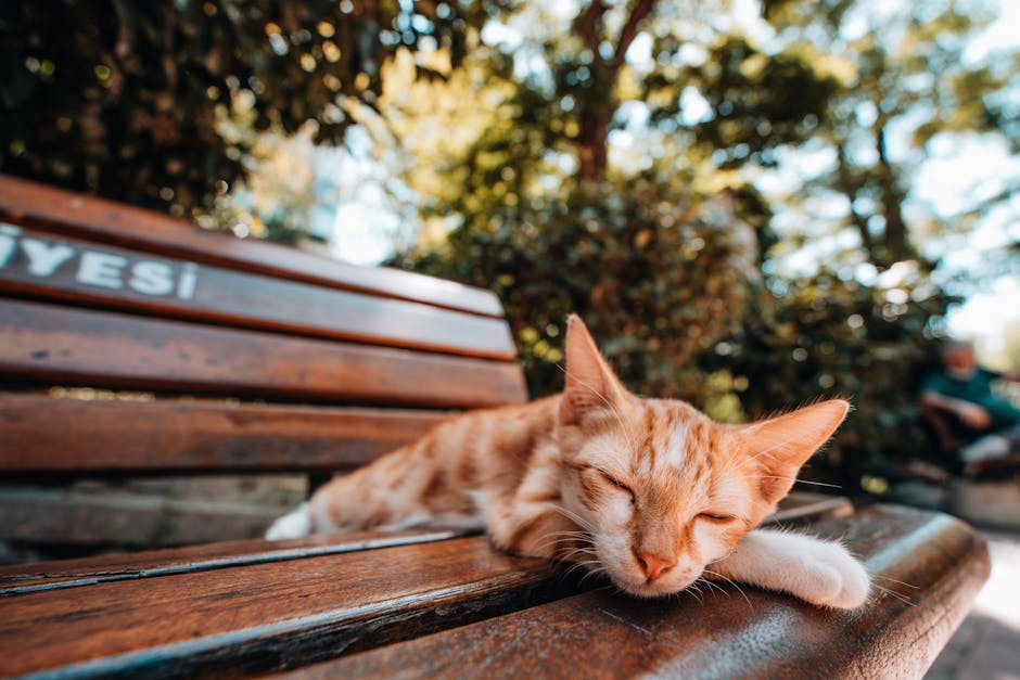 Cat Sleeping on a Bench 