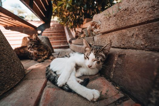 Two cats relaxing and sunbathing on a sunny brick pathway in a park setting.
