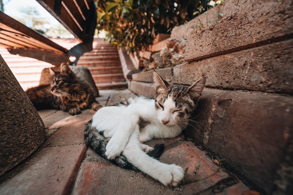 how do cats view owners
