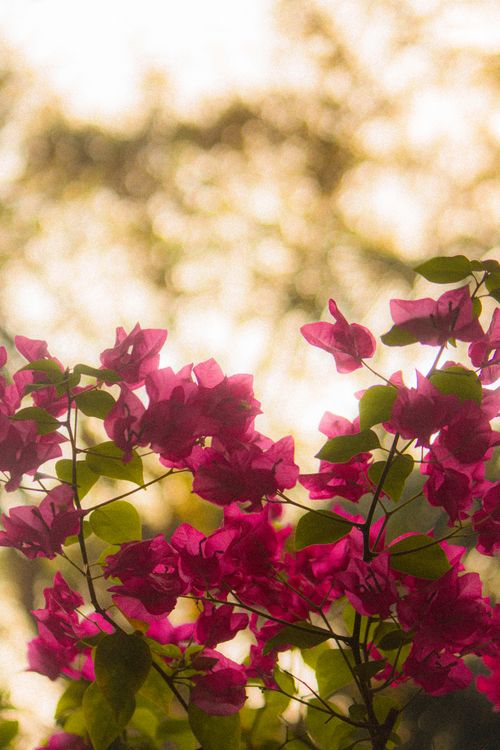 Free Close-up photo of pink bougainvillea flowers with sunlight and blurred background. Stock Photo