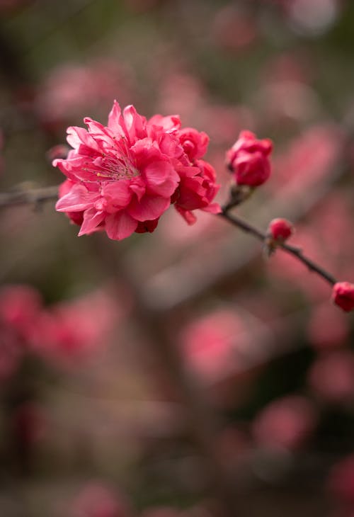 Close-up of a Branch with Bright Pink Flowers