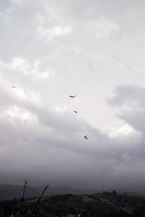 Birds Flying under Clouds