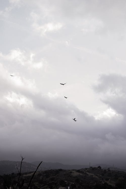 Kostenloses Stock Foto zu bedeckt, fliegen, himmel