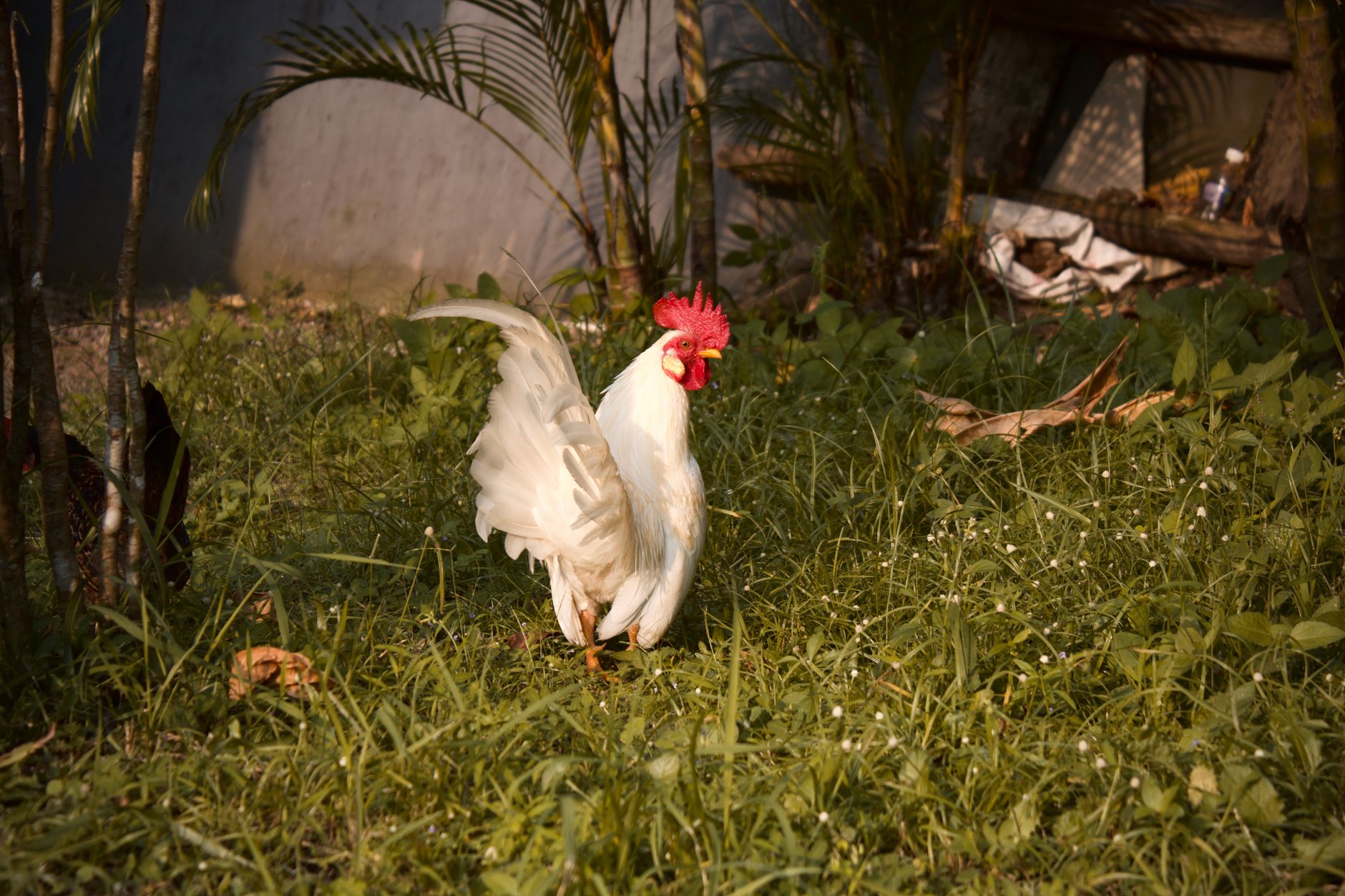 A white rooster with a red comb stands on lush green grass in a backyard setting.