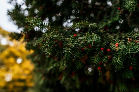Green Tree Leaves