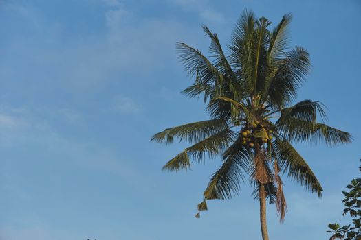 A serene tropical palm tree set against a clear blue sky in Yogyakarta, Indonesia.