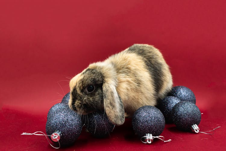 Bunny And Christmas Ornaments 