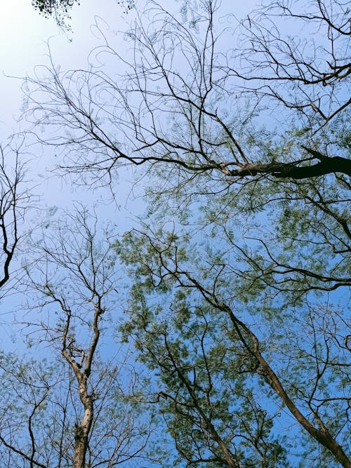 Foto d'estoc gratuïta de arbres, cel blau, cel clar