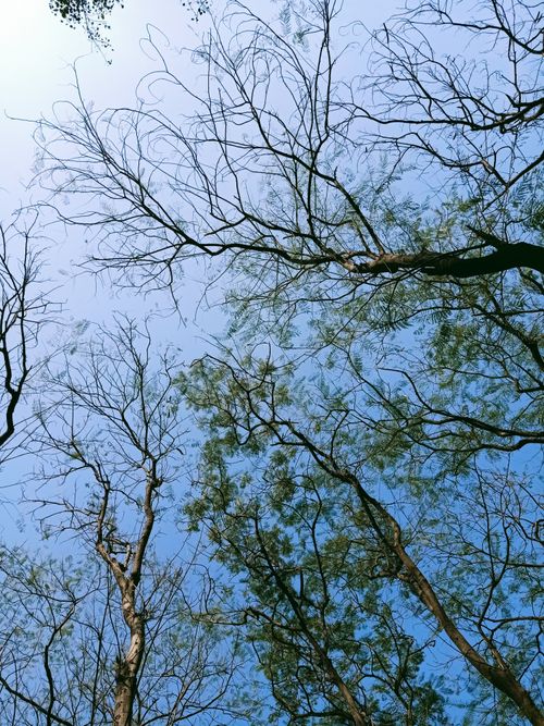Free Low angle view of tree branches reaching into a clear, blue sky with hints of foliage. Stock Photo