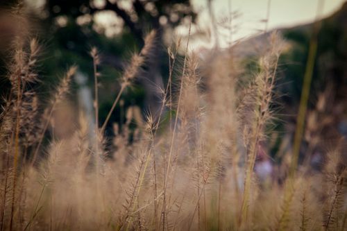 Free A tranquil scene of wheat in a field at sunset, capturing the beauty of nature. Stock Photo
