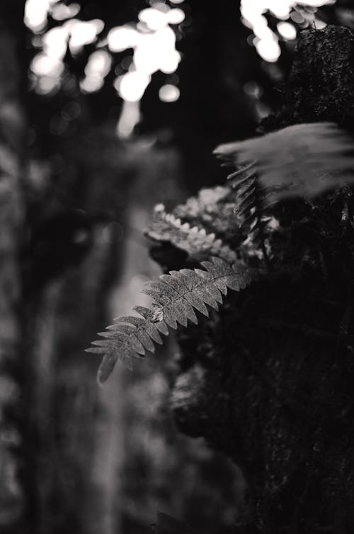 Black and White Photo of a Fern 