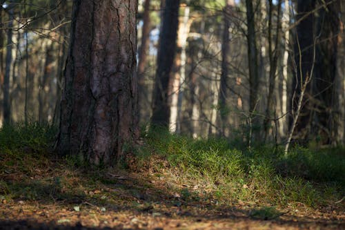 Бесплатное стоковое фото с деревья, древесная кора, зеленый