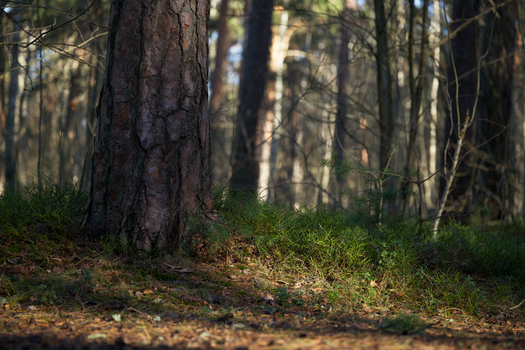 Tranquil forest environment featuring tree trunks and natural undergrowth in serene setting.