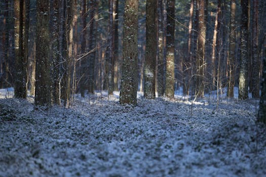 Peaceful forest scene with tall trees and a snowy forest floor.