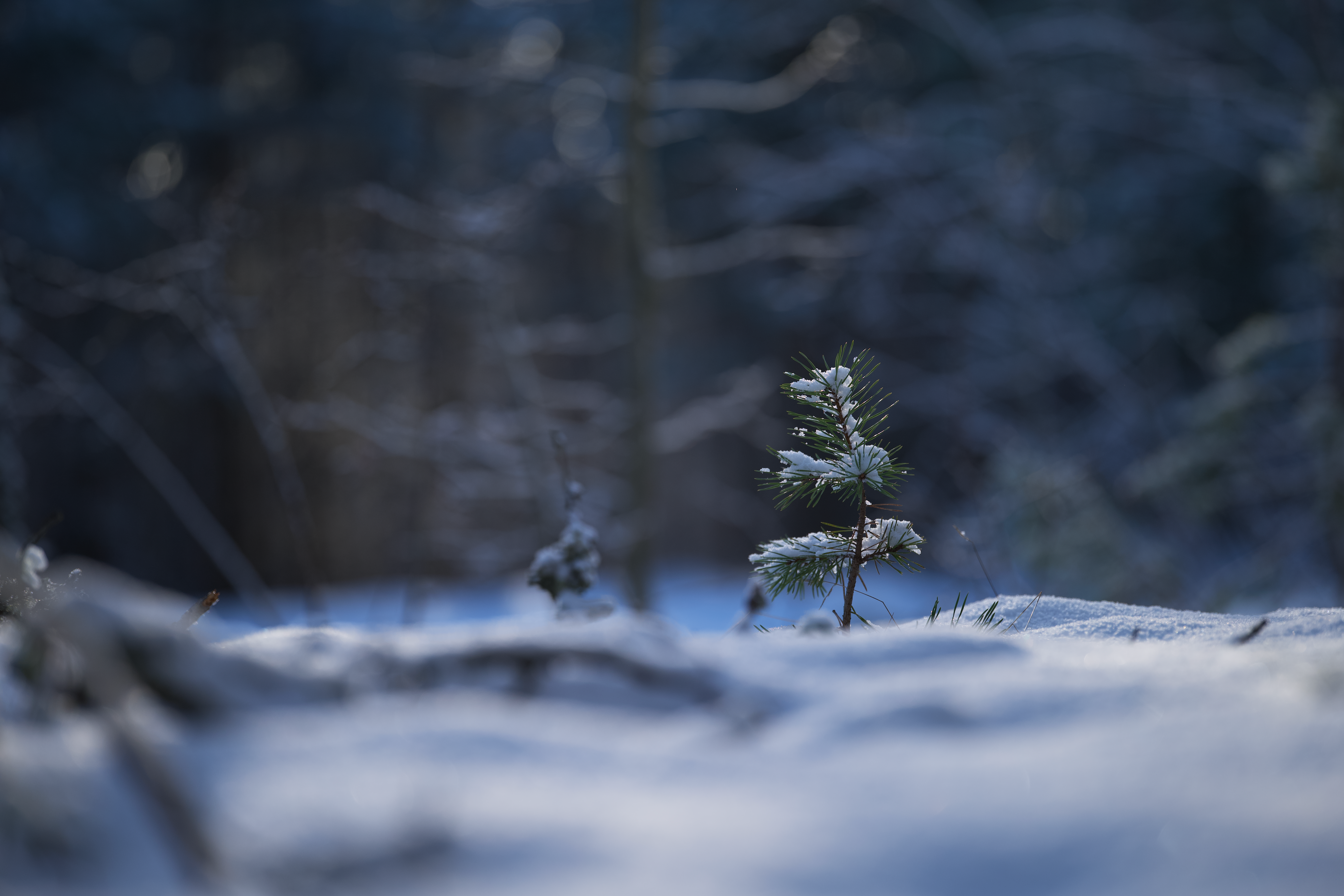 Protecting young tree trunks from winter deer rub — step-by-step reference media