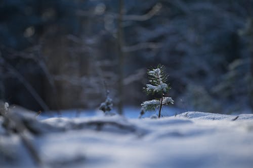 Young Coniferous Tree in Snow