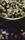herbal
