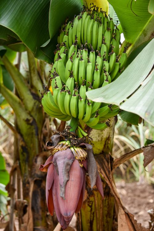 Free Close-up of a ripe green banana bunch growing on a tree in Junnar, India. Stock Photo