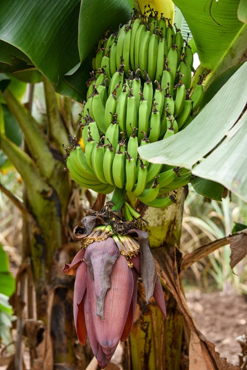 Kostnadsfria Kostnadsfri bild av bananer, exotisk, klasar Stock foto
