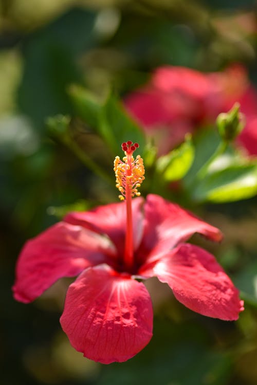 Ingyenes stockfotó függőleges lövés, gyár, Hibiszkusz témában