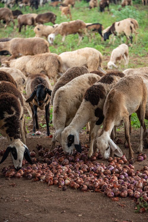 View of a Flock of Sheep on a Pasture Eating Food from the Ground 