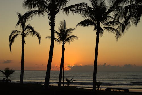 Darmowe zdjęcie z galerii z egzotyczny, horyzont, palmy
