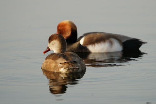 Close-up of Ducks in Water 