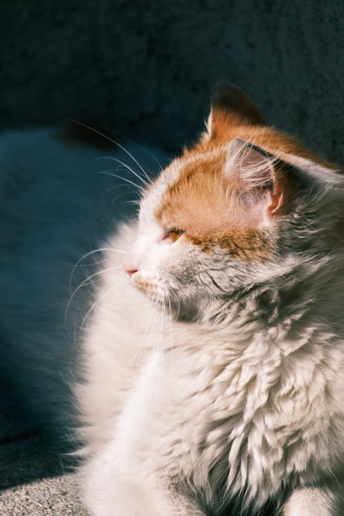 A White and Orange Cat in Sunlight 