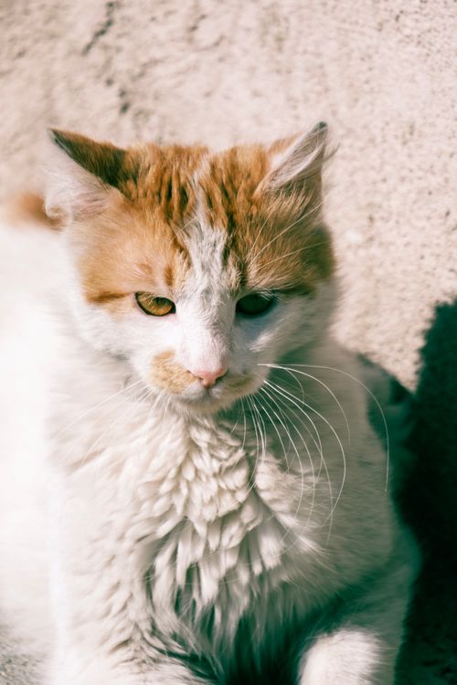Free Close-up of a white and orange cat basking in the warm sunlight, highlighting its fur. Stock Photo