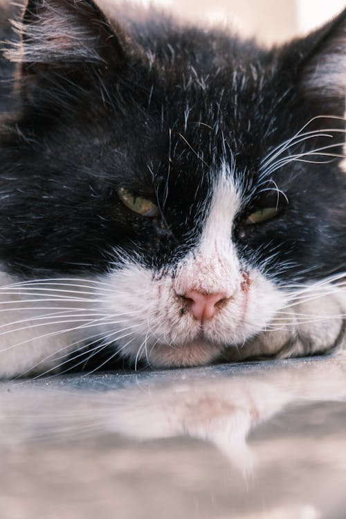 Foto profissional grátis de andar, andares, animais de estimação