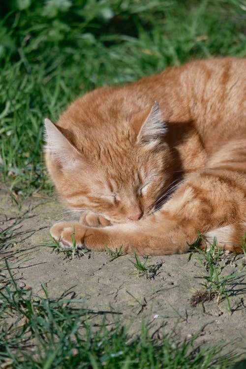 Immagine gratuita di addormentato, animale, animale domestico