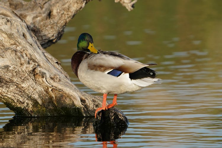 Duck Standing On Tree Stump