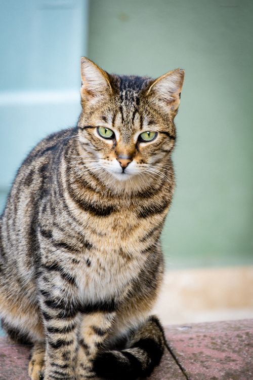 Free A detailed portrait of a striped cat sitting gracefully outdoors on a sunny day. Stock Photo