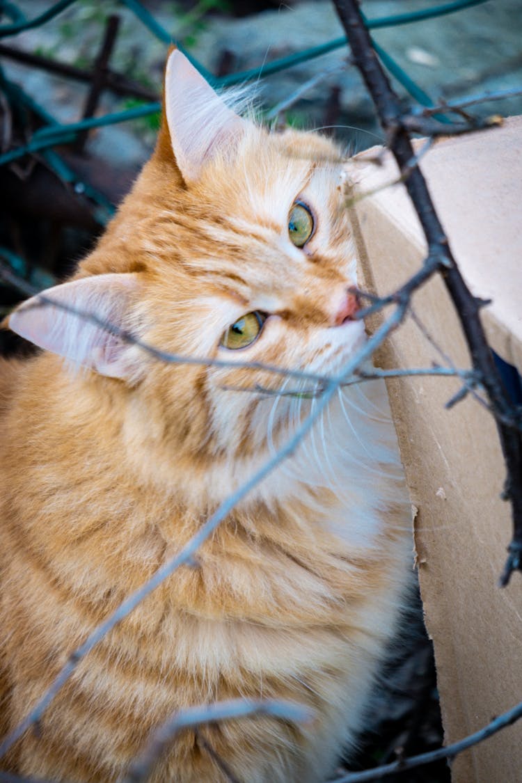 Cat Biting Paper Box