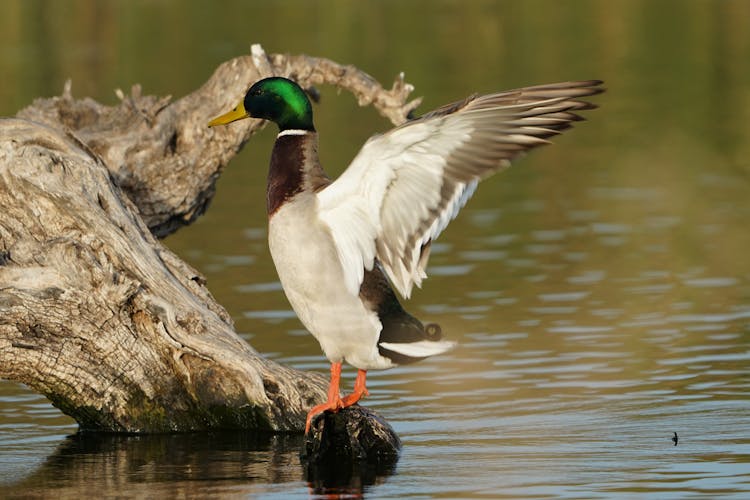 Duck Standing On Tree Trunk