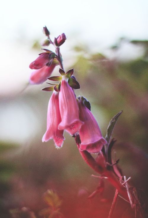 Free A serene shot of blooming pink foxglove flowers captured in natural lighting. Stock Photo