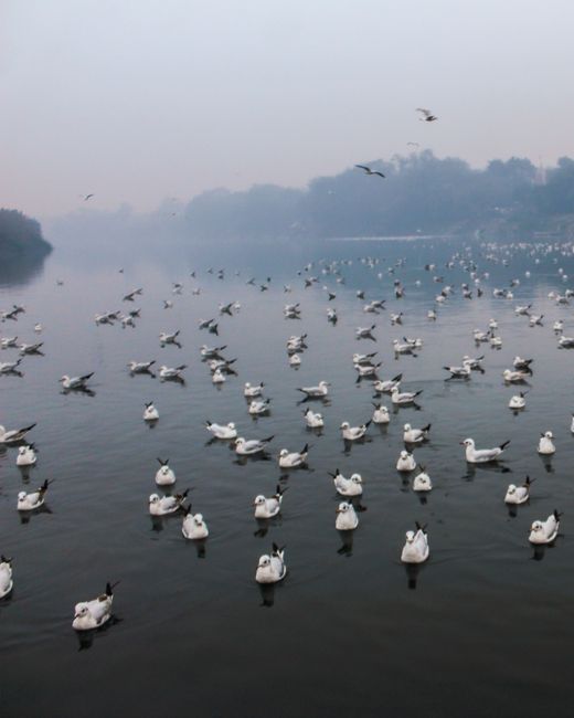 Peaceful lake view with seagulls floating and foggy ambiance at dawn.