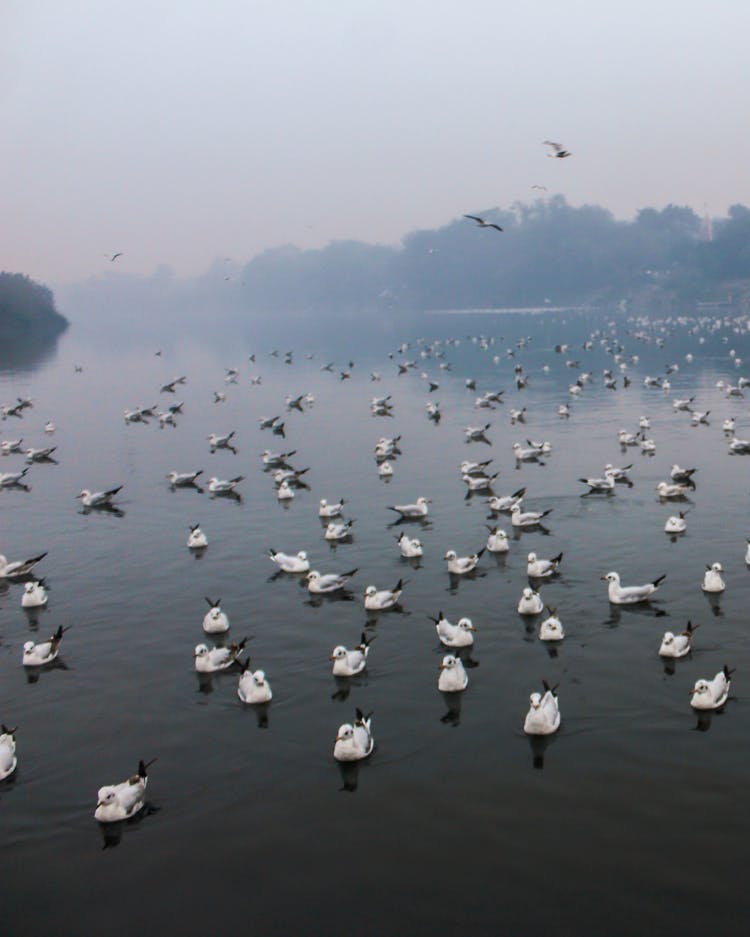 Seagulls On A Lake 