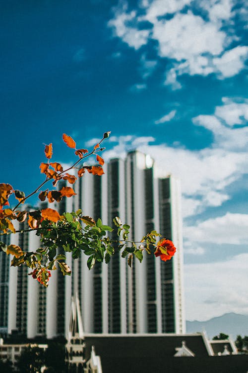 Foto stok gratis bunga, kota, langit