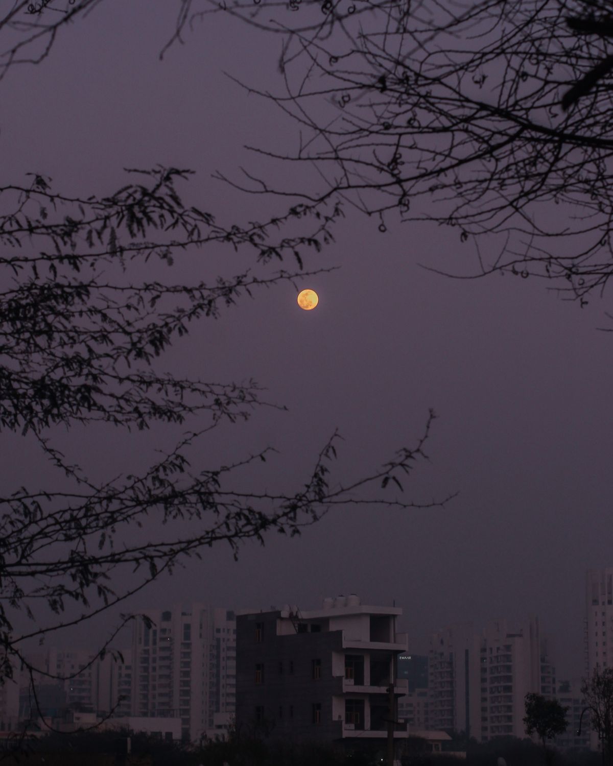 My Image 81