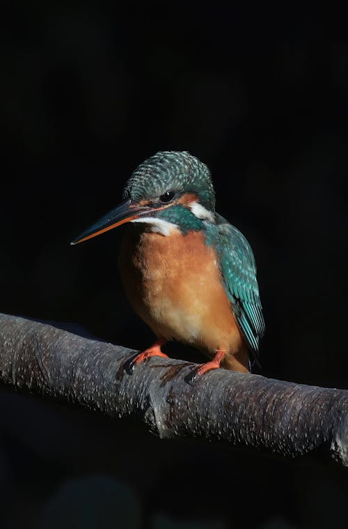 Close up of a Common Kingfisher