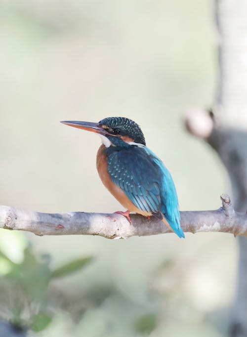 Close up of Kingfisher on Branch