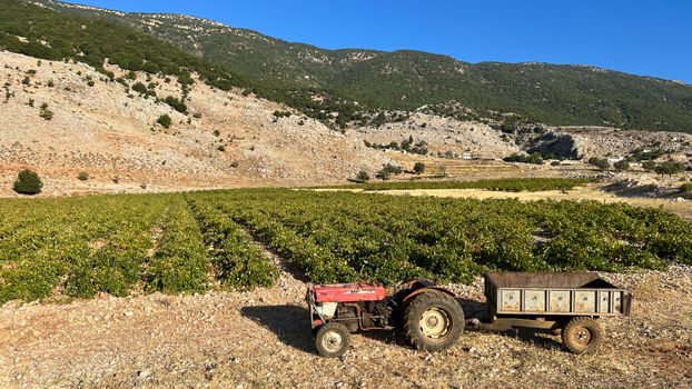 A serene rural vineyard with a tractor and trailer under a clear blue sky.